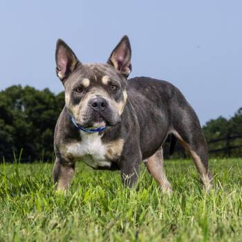 Callie -  American Bulldog Dog for Adoption in Franklin, Tennessee - Callie | PetCurious