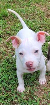 Piggy -  American Staffordshire Terrier Dog for Adoption in Metairie, Louisiana - Piggy | PetCurious