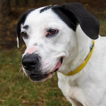 Rescue Husky Dogs for Adoption in Arlington Heights, Illinois - Street | PetCurious