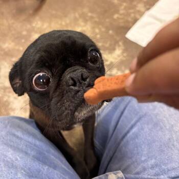 Chili Crisp -  Pug Dog for Adoption in Austin, Texas - Chili Crisp | PetCurious