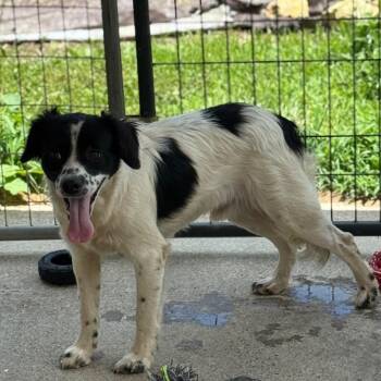 Hoot -  Chihuahua and Black Labrador Retriever Dog for Adoption in Blairsville, Georgia - Hoot | PetCurious