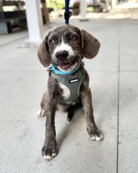 Lady Grey -  Catahoula Leopard Dog Dog for Adoption in New York, New York - Lady Grey | PetCurious