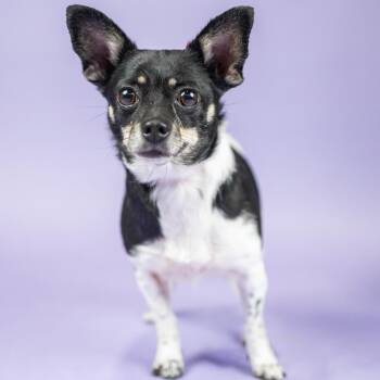 Vera Chi -  Chihuahua Dog for Adoption in Portland, Oregon - Vera Chi | PetCurious
