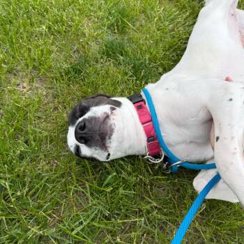 Pointer Dogs Available for Adoption in Grand Rapids, Michigan - Clarabelle | PetCurious