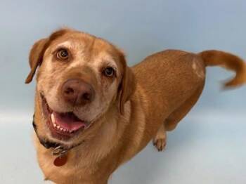Sandy -  Labrador Retriever and Mixed Breed Dog for Adoption in Woodbury, Minnesota - Sandy | PetCurious
