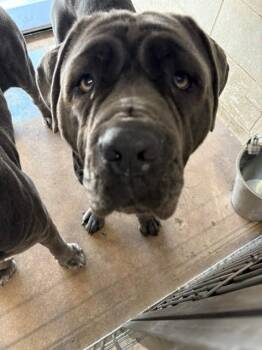 STELLA -  Neapolitan Mastiff Dog for Adoption in Burbank, California - STELLA | PetCurious