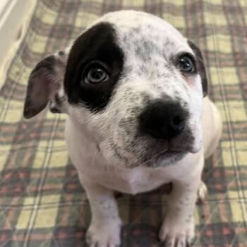 Pit Bull Terrier Dogs Available for Adoption - Dot | PetCurious