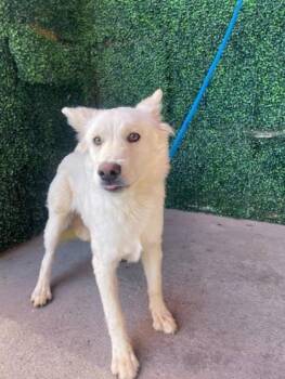 Shepherd and Mixed Breed Dogs Available for Adoption in El Paso, Texas - 60963764 | PetCurious