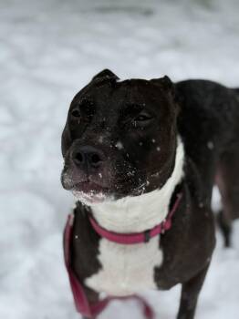 Pit Bull Terrier Dogs Available for Adoption - Nina | PetCurious