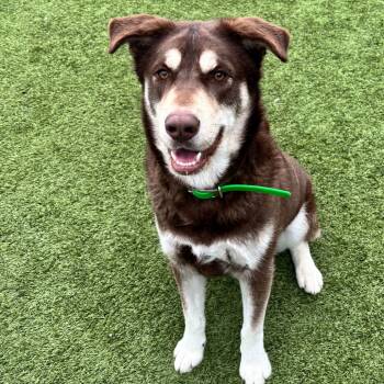 Rescue Husky Dogs for Adoption in Idaho Falls, Idaho - Feebs | PetCurious