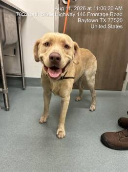 THOMAS SHELBY -  Labrador Retriever Dog for Adoption in Baytown, Texas - THOMAS SHELBY | PetCurious