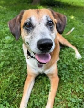 Orville -  Hound and Beagle Dog for Adoption in Wadsworth, Ohio - Orville | PetCurious