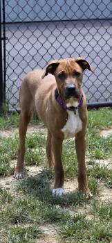 Aphid -  Pit Bull Terrier Dog for Adoption in Shepherdsville, Kentucky - Aphid | PetCurious