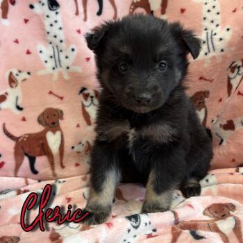 Cocker Spaniel and Mixed Breed Dogs Available for Adoption - Cleric | PetCurious