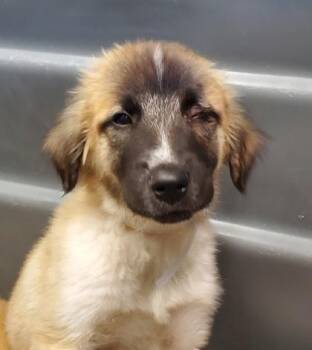 Strawberry -  Anatolian Shepherd and Mixed Breed Dog for Adoption in Kansas City, Missouri - Strawberry | PetCurious
