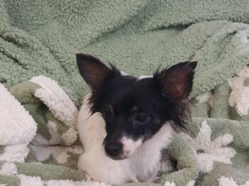 Merrel -  Chihuahua Dog for Adoption in Fort Worth, Texas - Merrel | PetCurious