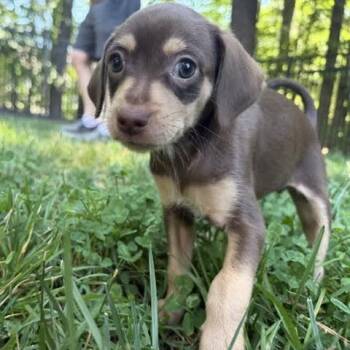 Rebecca -  Chihuahua Dog for Adoption in Midlothian, Virginia - Rebecca | PetCurious