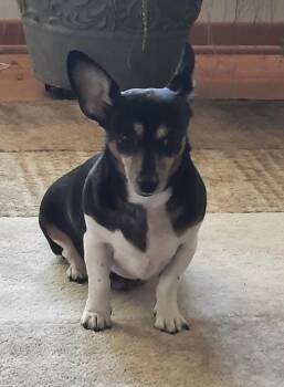 Rescue Dachshund Dogs for Adoption in Coatesville, Pennsylvania - Dexter | PetCurious