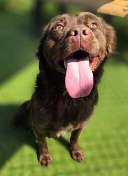 LONDON -  Mixed Breed Dog for Adoption in Columbia, South Carolina - LONDON | PetCurious