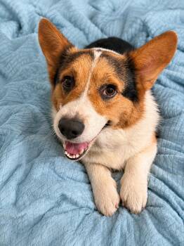 Roscoe -  Cardigan Welsh Corgi Dog for Adoption in Douglas, Georgia - Roscoe | PetCurious