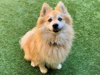 Pomeranian and Siberian Husky Dogs Available for Adoption in San Marcos, California - SAVE ME PLEASE! Tucker #A550704 | PetCurious