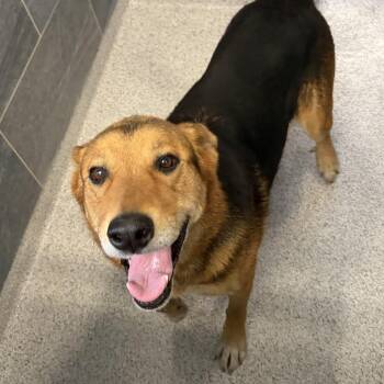 Lady -  Mixed Breed Dog for Adoption in Cooperstown, New York - Lady | PetCurious