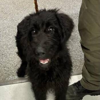 Tatum -  Mixed Breed Dog for Adoption in Jeffersonville, Indiana - Tatum | PetCurious