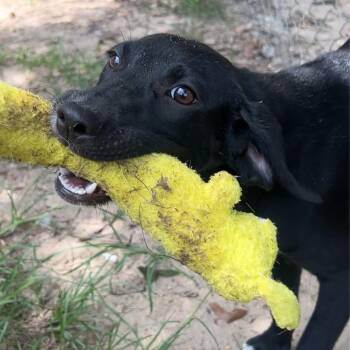 Coonhound and Labrador Retriever Dogs Available for Adoption in Wiggins, Mississippi - Debbie | PetCurious