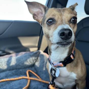 Sandy -  Mixed Breed Dog for Adoption in Dekalb, Illinois - Sandy | PetCurious
