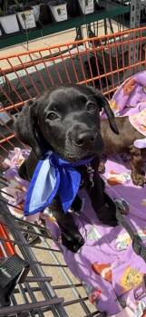 Joe Joe $550 -  Labrador Retriever Dog Available for Adoption in West Milwaukee, Wisconsin - Joe Joe $550 | PetCurious