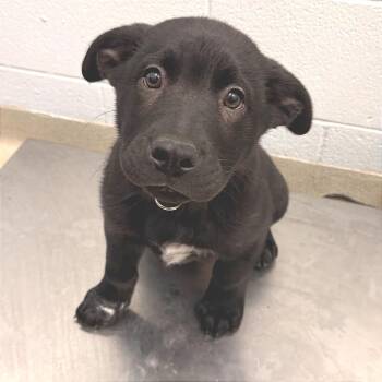 Mixed Breed Dogs Available for Adoption - Tug - 003570 | PetCurious