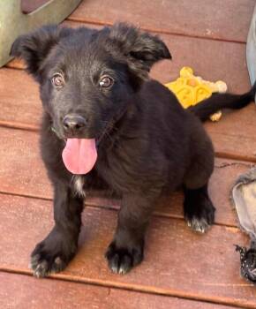 German Shepherd Dog and Border Collie Dogs Available for Adoption - Smudge | PetCurious
