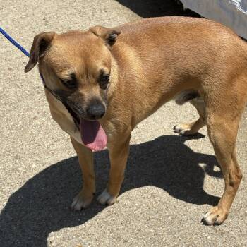 Rescue Chihuahua Dogs for Adoption - Jimmy | PetCurious