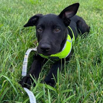 Stevie -  Black Labrador Retriever and Mixed Breed Dog for Adoption in Overland Park, Kansas - Stevie | PetCurious