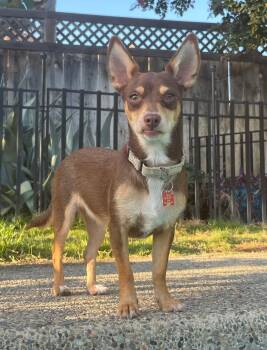 Chihuahua Dogs Available for Adoption in Beavercreek, Oregon - Polly | PetCurious