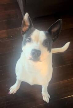 Rescue Bull Terrier Dogs for Adoption in Justin, Texas - *Oreo | PetCurious