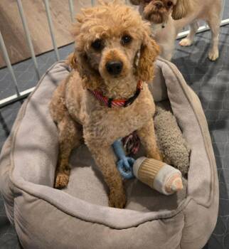 Poodle Miniature -Rusty -  Poodle Dog for Adoption in Omaha, Nebraska - Poodle Miniature -Rusty | PetCurious