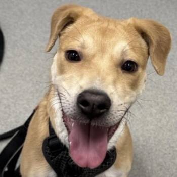 Rover -  Mixed Breed Dog for Adoption in Midland, Texas - Rover | PetCurious