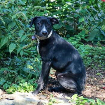Evelyn -  Labrador Retriever Dog for Adoption in Wake Forest, North Carolina - Evelyn | PetCurious