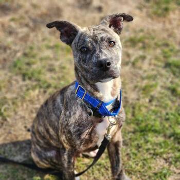 Catahoula Leopard Dog Dogs Available for Adoption - Cosmo | PetCurious