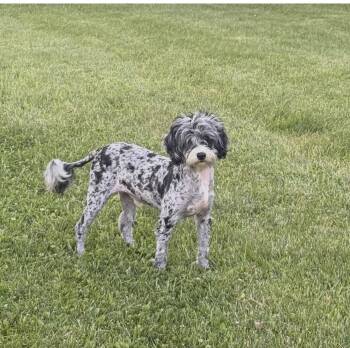 Ash -  Portuguese Water Dog and Poodle Dog Available for Adoption in Semmes, Alabama - Ash | PetCurious