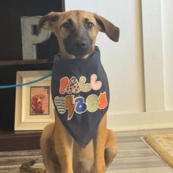 Tehila -  Mixed Breed Dog for Adoption in Munster, Indiana - Tehila | PetCurious