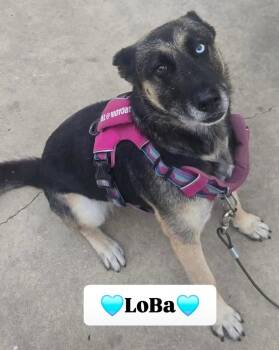 Rescue German Shepherd Dog and Husky Dogs for Adoption in Cool, California - Loba | PetCurious