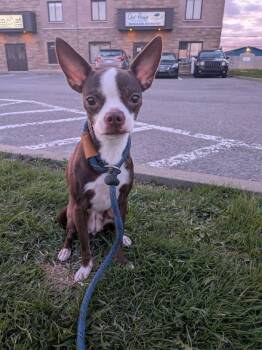 Gia -  Chihuahua and Boston Terrier Dog Available for Adoption in Vaudreuil-dorion, Quebec - Gia | PetCurious