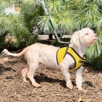 Sadie -  Maltese Dog for Adoption in East Hampton, New York - Sadie | PetCurious