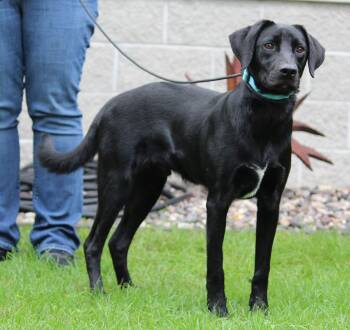 Quincy -  Black Labrador Retriever Dog for Adoption in Portage, Wisconsin - Quincy | PetCurious