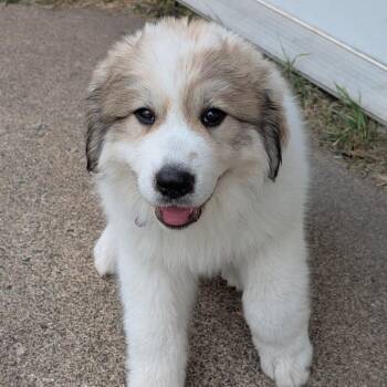 Blanche -  Great Pyrenees Dog for Adoption in Minneapolis, Minnesota - Blanche | PetCurious