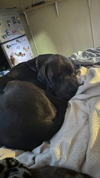 Rescue Great Dane Dogs for Adoption in Partlow, Virginia - Max | PetCurious