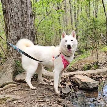 LuLu -  Husky and Mixed Breed Dog for Adoption in North Charleston, South Carolina - LuLu | PetCurious