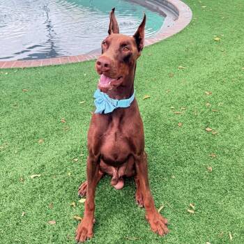Asher 3636 -  Doberman Pinscher Dog for Adoption in Oakland Park, Florida - Asher 3636 | PetCurious